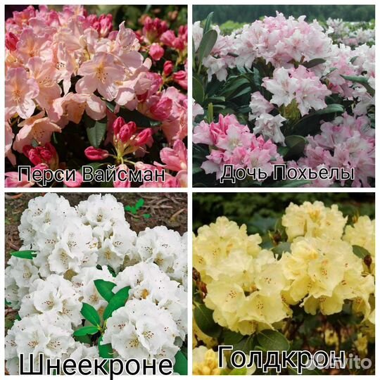 Рододендрон (читайте описание)