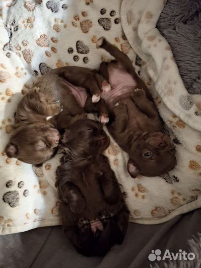 Щенки чихуахуа