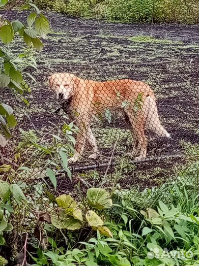Щенок в дар. Девочка- крупняшка. 5 месяцев