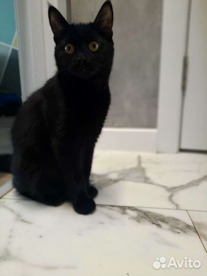 Кошка с котенком