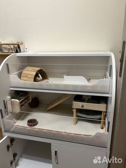 Морские свинки