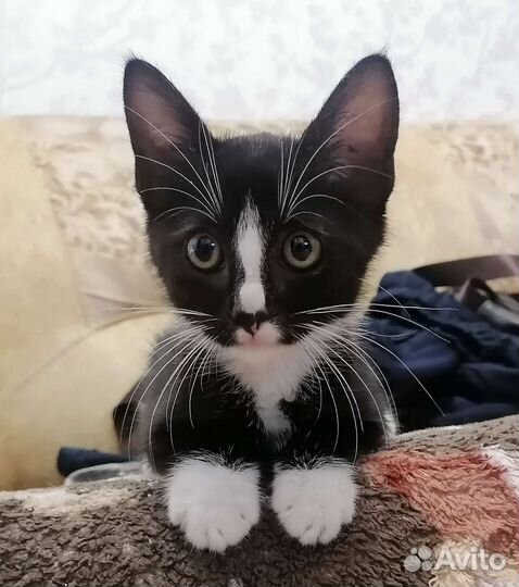 Котенок, мальчик, 1.5 мес