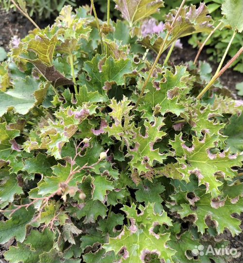 Растения цветы для сада Гейхера, Хоста, Очиток