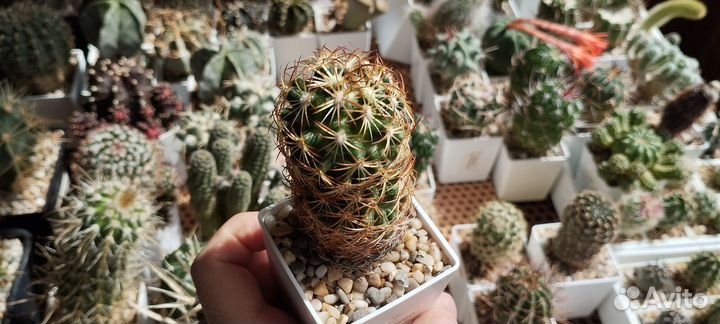 Кактус Coryphantha Erecta