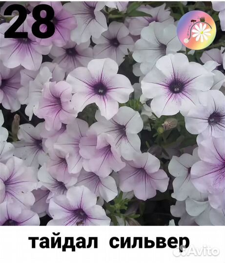 Петуния Тайдал Вейв Сильвер