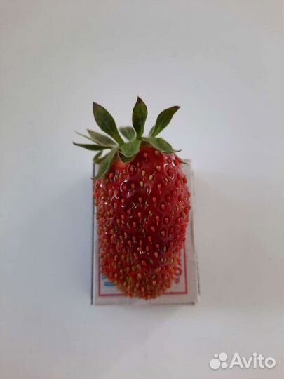 Рассада крупноплодной клубники