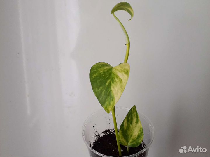 Эпипремнум