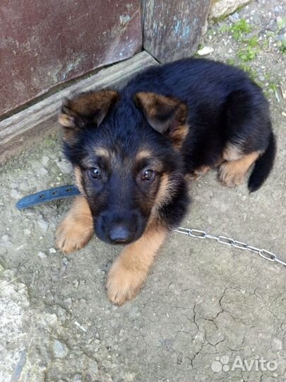 Продам щенка немецкой овчарки