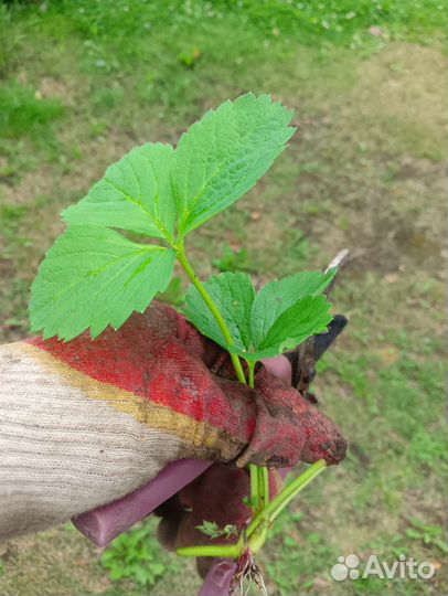 Клубника ремонтантная