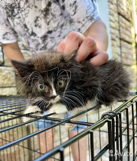 Пушистый котенок девочка в добрые руки