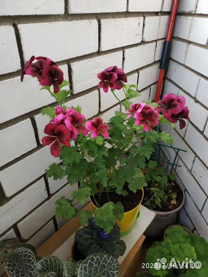 Герань пеларгония