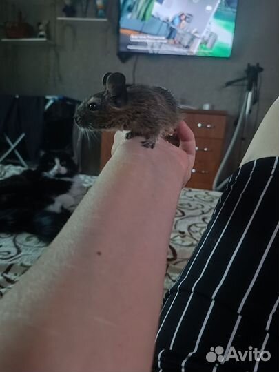 Чилийские белки дегу