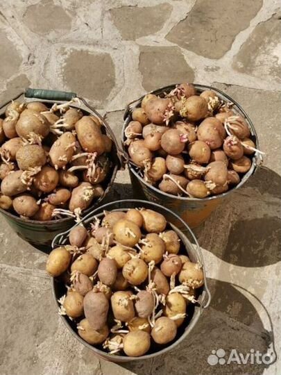 Семенной картофель