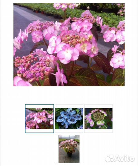 Гортензия пильчатая Саммер Глоу (Sammer Glow)