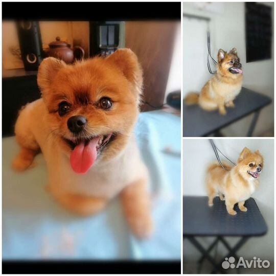 Стрижка собак и кошек