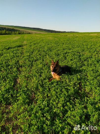 Щенки немецкой овчарки