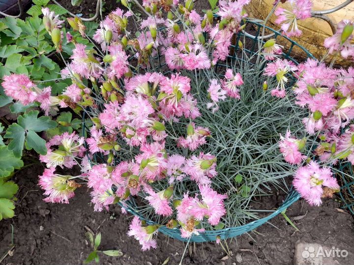 Гвоздика перистая