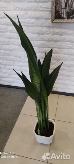 Сансевиерия (щучий хвост)