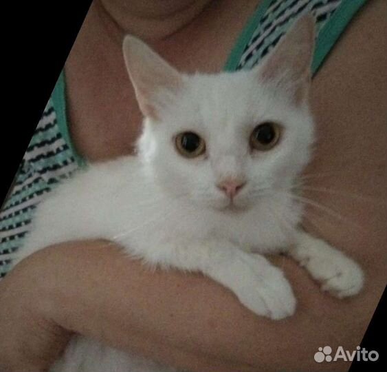 Турецкая ангора