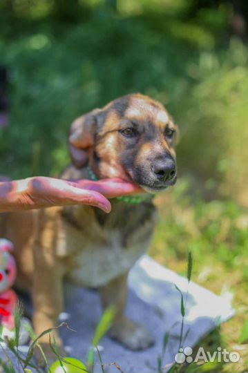 Девочка Карамелька 3,5 мес