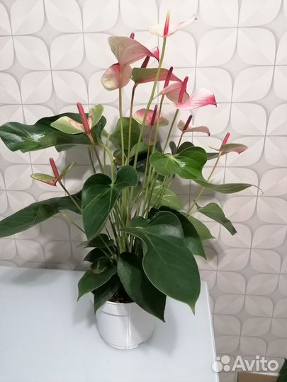 Антуриум мистик 17 горшок