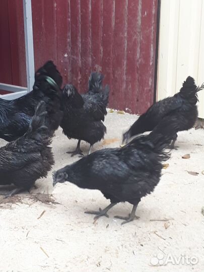 Инкубационное яйцо Ухейлюй