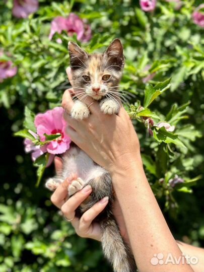 Отдам в добрые руки