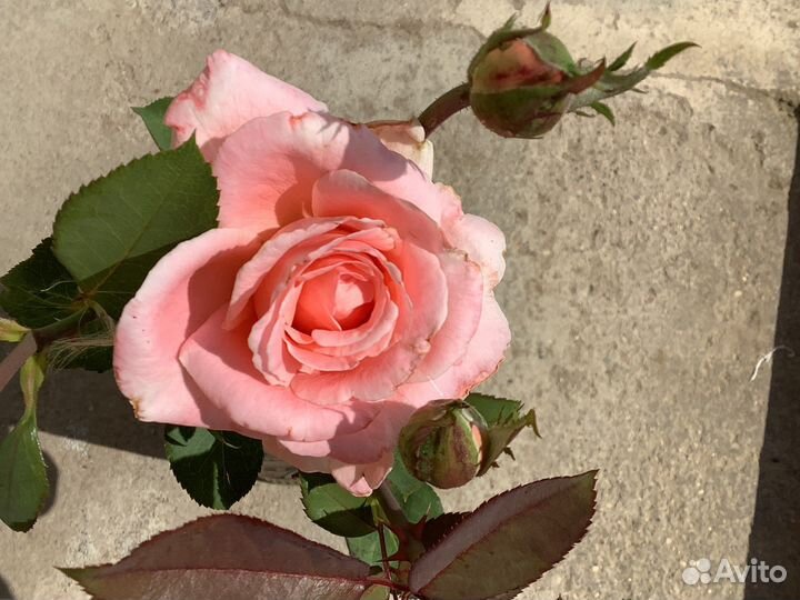 Кустовые розовая роза