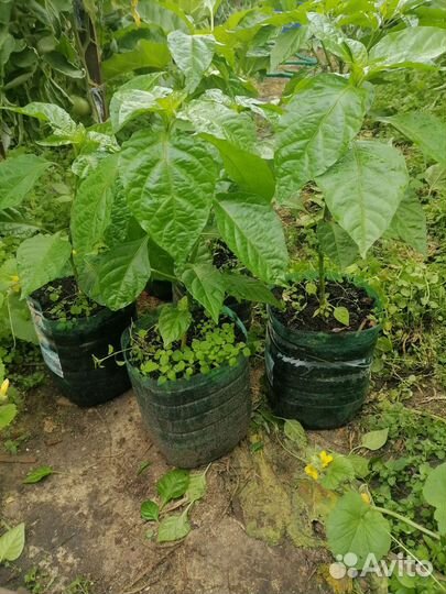 Рассада перца carolina reaper