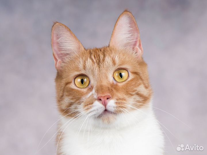 Ласковый красавчик кот Риччи