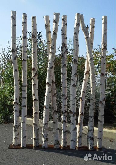 Ствол дерева из берёзы, осины, рябины, хвойных
