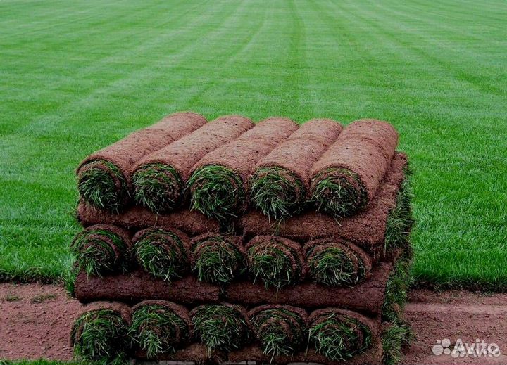 Рулонный газон с укладкой и под ключ