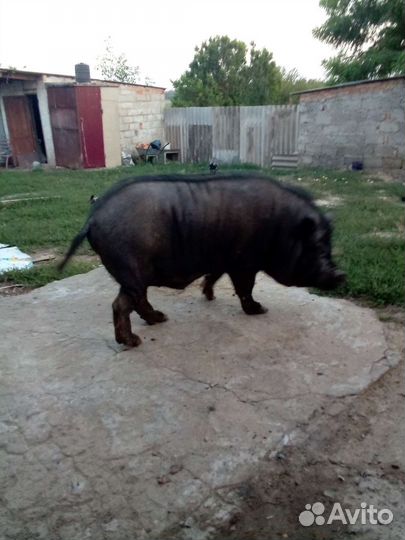 Вьетнамский вислобрюхий хряк