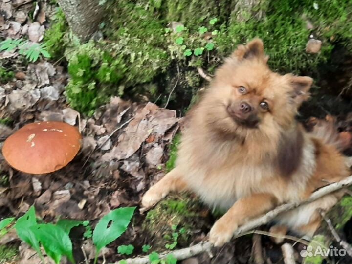 Померанский шпиц вязка