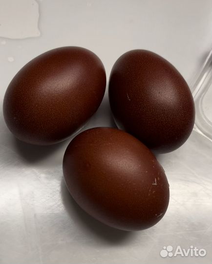 Инкубационные яйца маранов и малинов