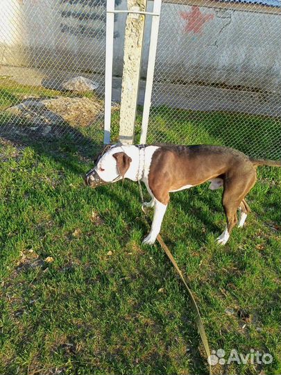 Пит буль терьер