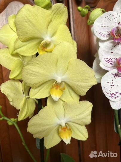 Орхидеи фаленопсис