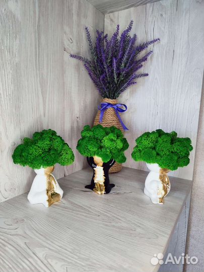 Кашпо, декорированные мхом