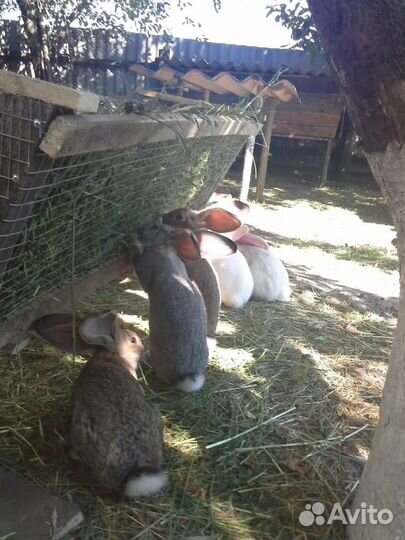 Кролики фландеры