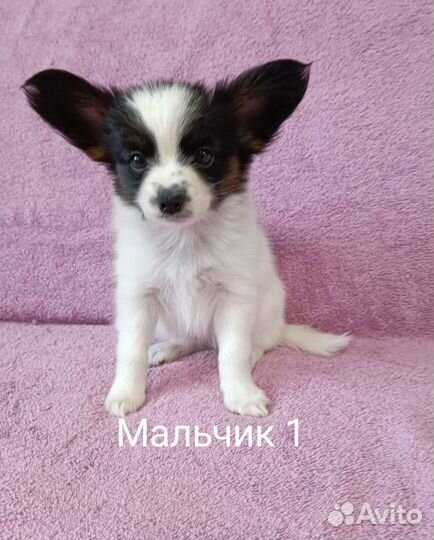 Щенки папийона