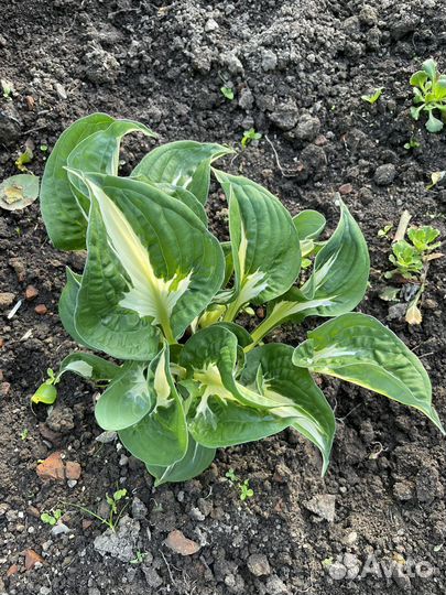 Хоста растение