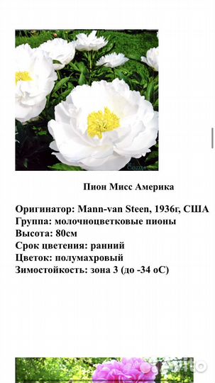 Корни пионов