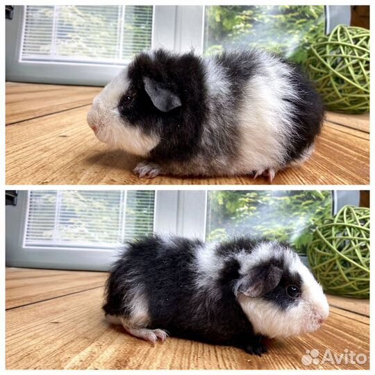 Морские свинки Разных пород(мальчики)