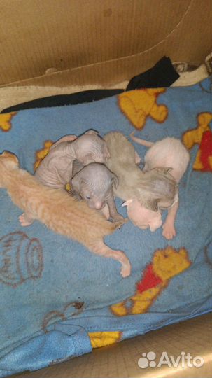 Донской сфинкс браш котята