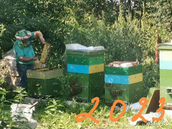 Мед 2023 года