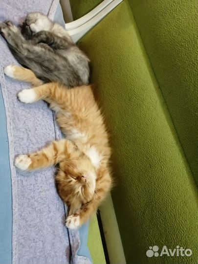 Кошки в добрые руки