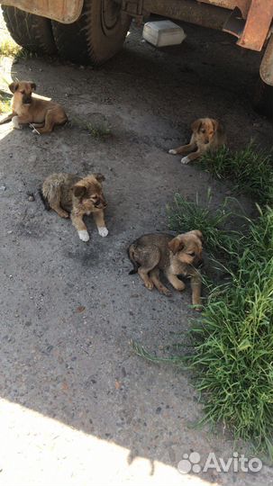 Отдам даром добрые руки щенка