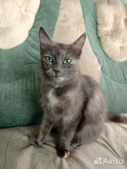 Кошка
