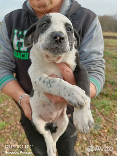 Долматинка