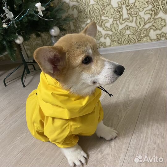 Комбинезон для корги мальчика